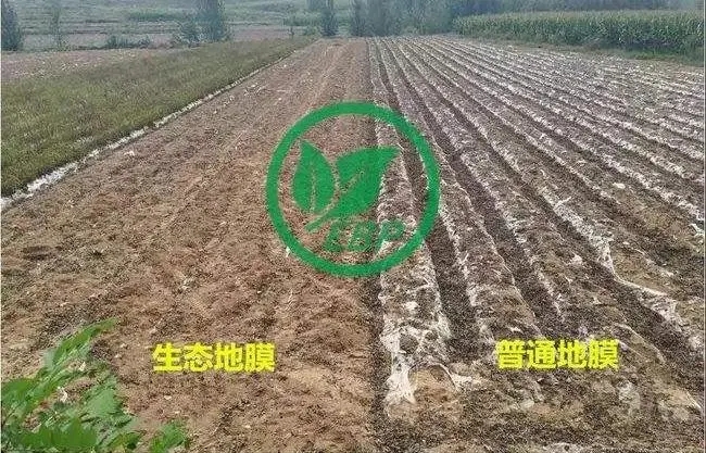 寧波消息：推廣生物降解地膜勢(shì)在必行